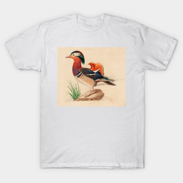 Mandarin Duck (Male) by Ferdinand von Wright T-Shirt by Classic Art Stall